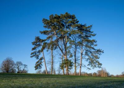 14th trees Winter 2025